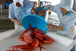 Inatori fishing cooperative direct sale